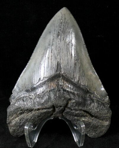 Beautiful Megalodon Tooth - South Carolina #20788